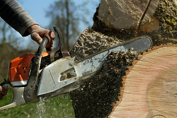 Best Best Tree Removal Services  in Blue Mound, IL